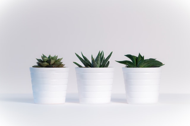 Small Potted Plants